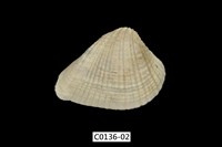 藏品(歪簾蛤 )的圖片